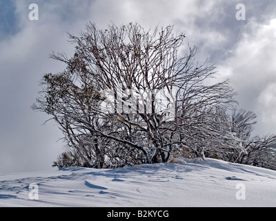 Dainer s Gap montagnes enneigées du New South Wales Australie après chute de neige fraîche Banque D'Images