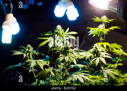 La culture de la marijuana intérieure illégale avec des plantes en pot en herbe avec feux de culture intérieure