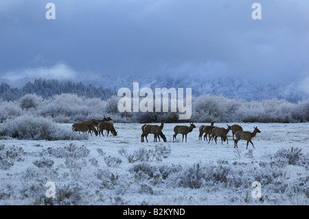 Après une tempête de printemps de wapitis dans le Grand Tetons Banque D'Images