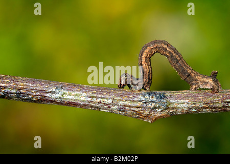 Caterpillar, acherontia atropos, larve, animaux, insectes, papillons, animaux, insectes, lépidoptères, bogue, laid, lagarta, flexible, Banque D'Images