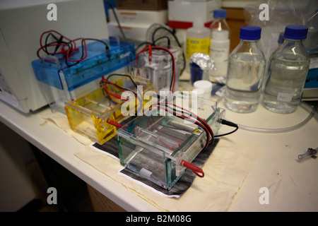 Dispositif pour la mise en œuvre de l'électrophorèse en gel Banque D'Images