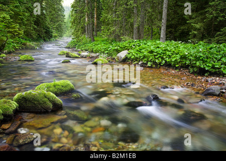 En cours d'Koscieliska Valley Tatras Pologne Banque D'Images