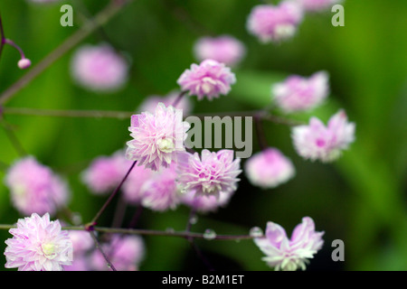 THALICTRUM DELAVAYI HEWITTS AGA DOUBLE Banque D'Images