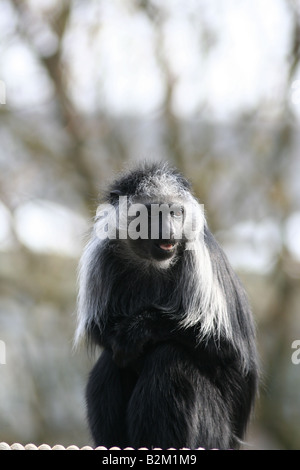 Le Roi Singe colobus Banque D'Images