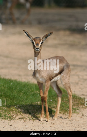 gazelle arabe Banque D'Images