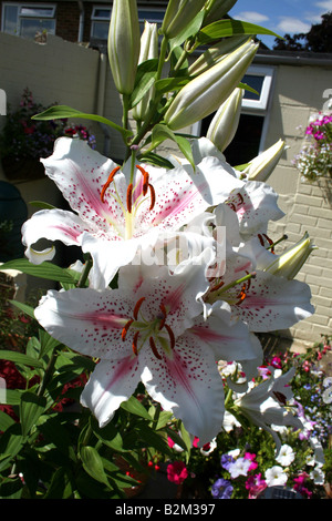 MUSCADET LILIUM. Lys oriental. Banque D'Images