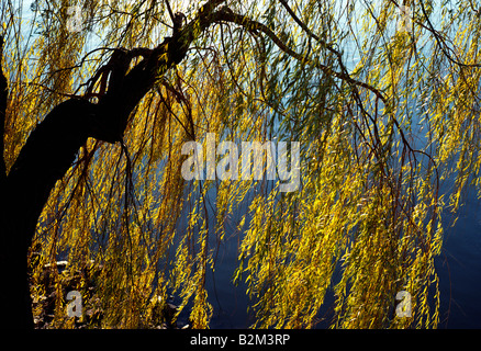 Saule pleureur arbre au bord de la rivière Schuylkill, Fairmount Park, Philadelphie, Pennsylvanie Banque D'Images