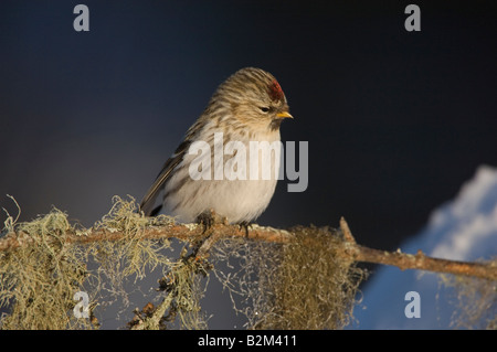 Carduelis flammea Common Redpol Banque D'Images