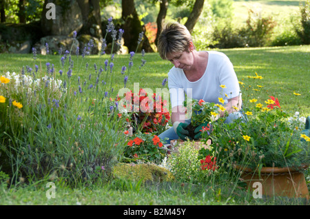 Femme jardinant dans un jardin de fleurs au printemps / été Banque D'Images