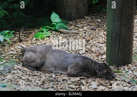 Fossa Cryptoprocta ferox Chessington Zoo UK Banque D'Images