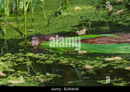 MuskratMuskrat (Ondatra zibethica) Nager avec les herbes dans la bouche Ondatra zibethica natation avec les herbes dans la bouche Banque D'Images