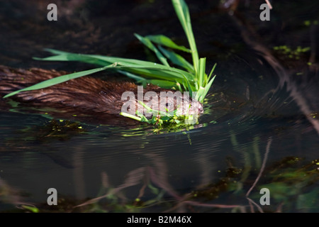 Le rat musqué (Ondatra zibethica) Nager avec les herbes dans la bouche Banque D'Images