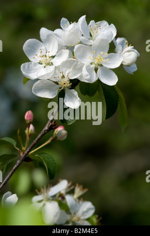 Malus sylvestris Pommier sauvage Fleurs Banque D'Images