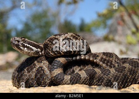 Massasauga (Sistrurus catenatus catenatus) de l'Ontario, Canada Banque D'Images