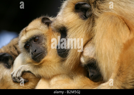 Des singes hurleurs Alouatta caraya (femelles et jeunes) Banque D'Images