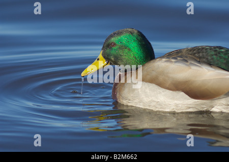 Canard colvert Anas platyrhynchos homme natation portrait avec de l'eau fonctionnant à partir de la loi Banque D'Images