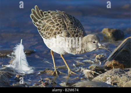 Ruff Philomachus pugnax mâle en plumage d'hiver au bord de l'eau permanent Banque D'Images
