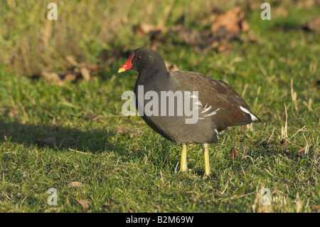 Gallinule poule-d'eau Gallinula chloropus debout sur l'herbe Banque D'Images