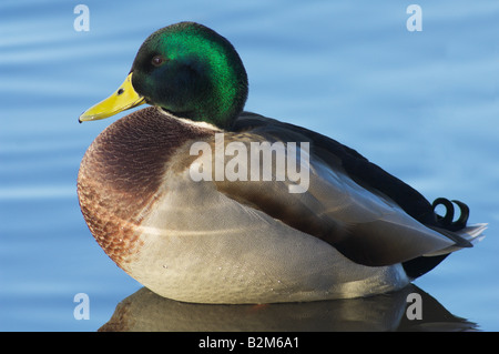 Canard colvert Anas platyrhynchos homme debout dans l'eau peu profonde Banque D'Images