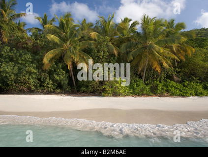 Vagues se brisant sur la plage parsemée de palmiers à la Cannelle Bay St John USVI Banque D'Images