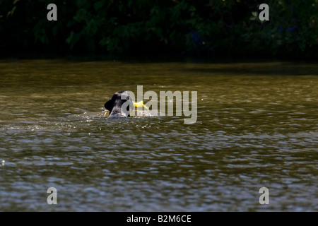 Les chiens jouant dans et autour du bord d'un lac peu profond Banque D'Images