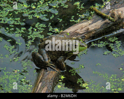 Bull Frog assis sur une branche dans un étang Banque D'Images