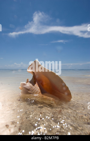 Coquillage sur une plage Florida Keys Banque D'Images