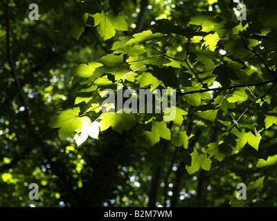 Soleil brillant à travers les arbres sur les feuilles Banque D'Images