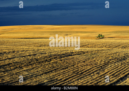 Moissonneuse-batteuse en champ de blé la récolte la récolte au coucher du soleil avant l'orage l'État de Washington USA Banque D'Images