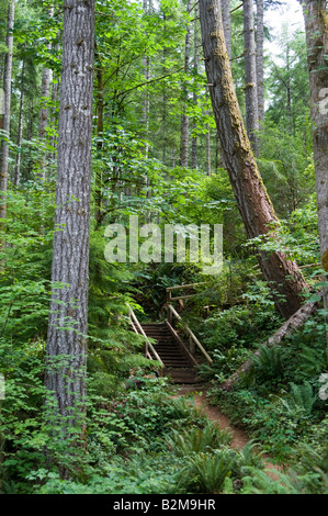 Escaliers en bois menant à un chemin forestier Banque D'Images