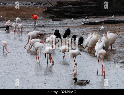 Un troupeau de flamants roses à un point d'eau à la recherche de nourriture Banque D'Images