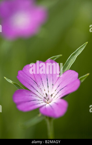 Agrostemma githago Fleur Corncockle commun Banque D'Images