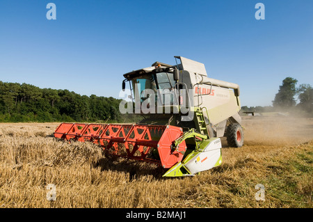 'Rendmt Lexion Claas 540' à la moissonneuse-batteuse au travail, sud-Touraine, France. Banque D'Images
