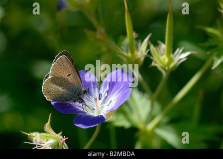 (Eumedonia eumedon géranium Argus) Banque D'Images