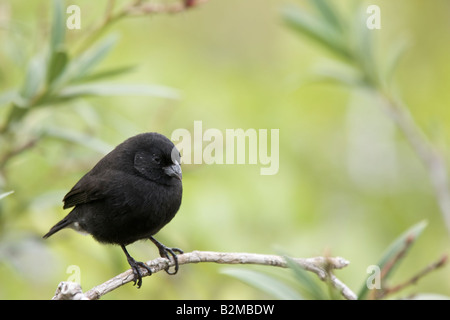 Les pinsons de Darwin Petit terrain Finch Banque D'Images