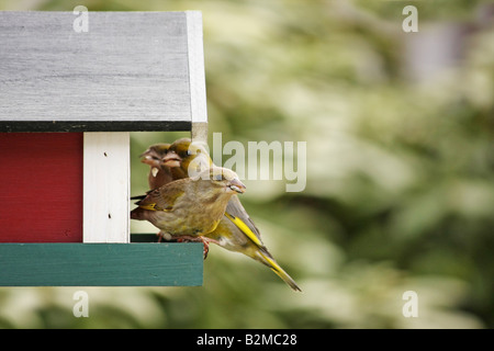 Verdier d'Europe, Carduelis chloris, manger les graines dans l'hiver Banque D'Images