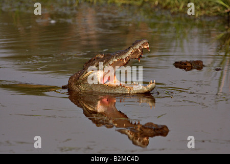 Des crocodiles indiens avec les mâchoires ouvertes dans un lac du parc national de Ranthambhore Banque D'Images