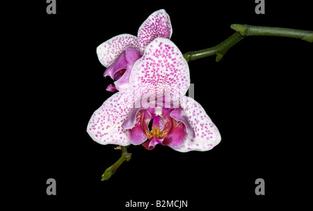 Fleurs roses et blanches d'un Phalaenopsis Orchidée Papillon (hybride) Banque D'Images