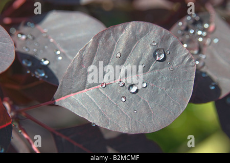 Les gouttelettes d'eau sur les feuilles de Prunus serrula violet Banque D'Images