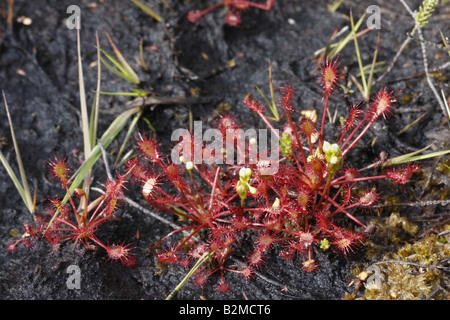 Oblong-leaved sundew Drosera intermedia, Banque D'Images