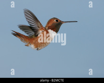 Hummingbird en vol Banque D'Images