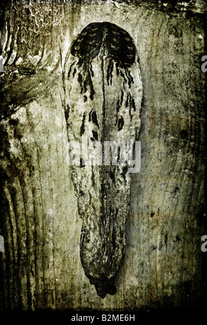 Une gousse photographié contre le bois Banque D'Images