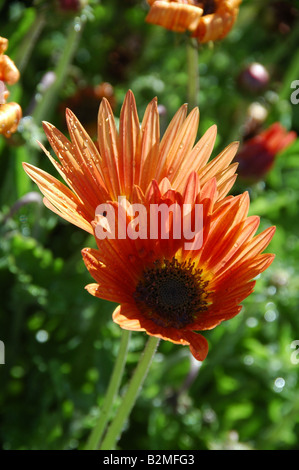 Cape Daisy Arctotis x hybrida vivace la flamme avec des couleurs vives pour l'été régime literie Banque D'Images