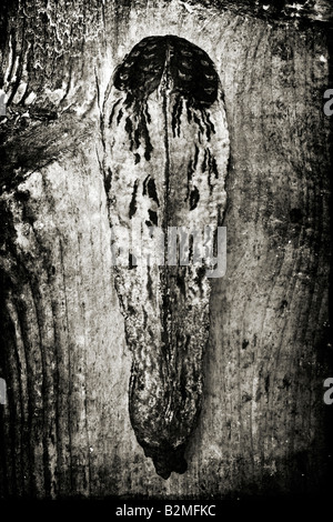 Une gousse photographié contre le bois Banque D'Images