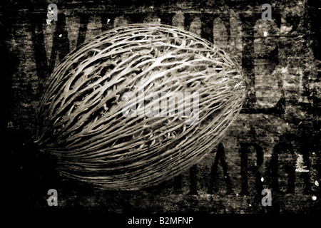 Une gousse photographié contre le bois Banque D'Images