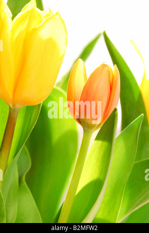 Close up sur les tulipes sur fond blanc rétroéclairé Banque D'Images