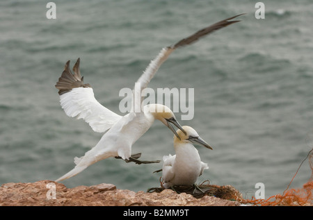 Basstoepel Helgoland fou de bassan Morus bassanus, anciennement Sula bassana Banque D'Images