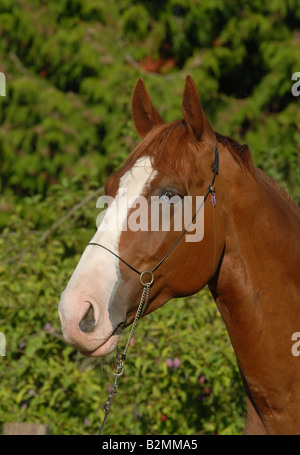 Deutsches Reitpferd Cheval allemand Banque D'Images