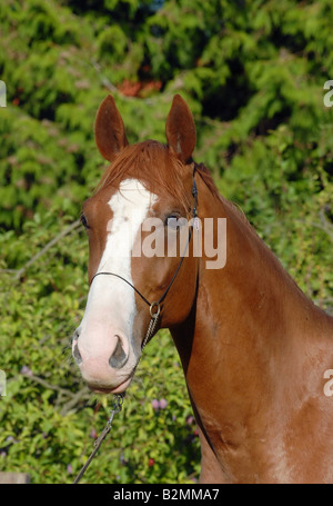 Deutsches Reitpferd Cheval allemand Banque D'Images