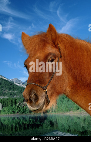 Islandpferd Islandic Horse cheval islandais Islande Pony Islandpony Banque D'Images